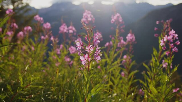 Fireweed Wildflowers in Bugaboo Provincial Park, British Columbia, Canada.