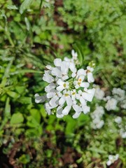 white flowers in the garden