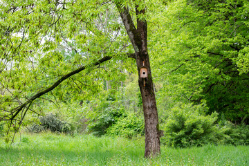 Bird house on a tree. Wooden birdhouse, nesting box for songbirds in park.