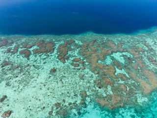 Fototapeta na wymiar A healthy coral reef thrives off the Pulau Besar north of Flores, Indonesia. This region is known for its high marine biodiversity and spectacular scuba diving and snorkeling.