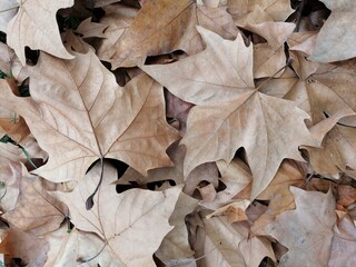 Fondo natural de otoño con multitud de hojas en tonos marrones