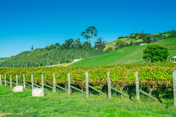 Fototapeta premium Autumn landscape with vineyeard and green rolling hills during golden hour sunset. Hawke's Bay, New Zealand