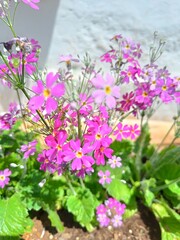pink flowers in the garden