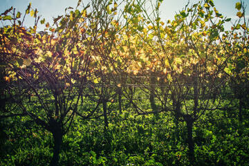 Golden grapevines backlit with afternoon sunlight. Beautiful autumn day at Hawkes Bay, New Zealand