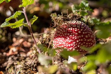 Fungi Fly agaric Amanita muscaria in autumn forest