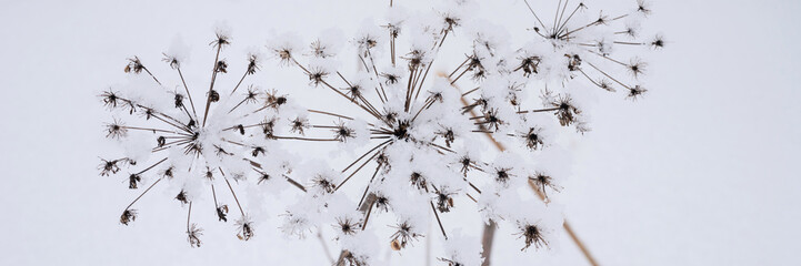 snowy winter season in nature. fresh icy frozen snow and snowflakes covered branch of withered weeds grass umbrella plant on frosty winter day in forest or garden. cold weather. christmas time. banner