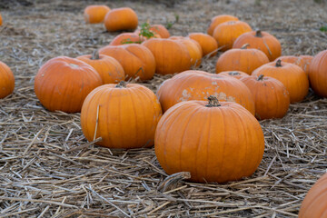 Pumpkins on the hay. Organic vegetable farming, harvest season on a pumpkin patch field farm.