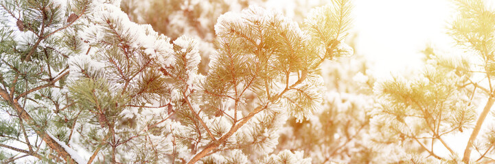 snowy winter season in nature. fresh icy frozen snow and snowflakes covered spruce or fir or pine tree branches on frosty winter day in forest or garden. cold weather. christmas time. banner. flare