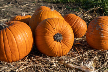 Pumpkins on the hay. Organic vegetable farming, harvest season on a pumpkin patch field farm.