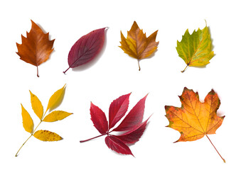 Autumn leaves on white background. Set of colorful leaves,  decor.