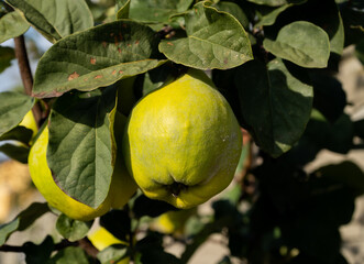 Pear tree with green fruits growing in a garden. Pears ripening on a tree.