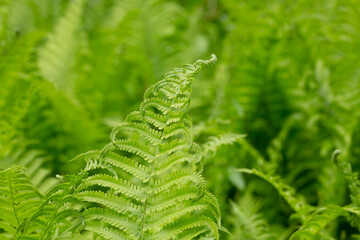Beautiful fern leaf texture in nature. Natural ferns blurred background. Fern leaves Close up. background nature concept.
