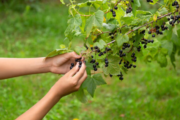 Human hands are picking black currant on natural garden background