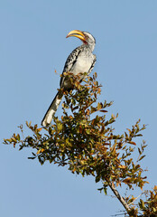 Southern Yellow-Billed Hornbill perched on top of a tree, Pilanesberg, South Africa