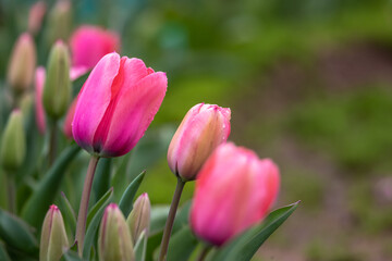 Obraz premium チューリップの花 春のイメージ