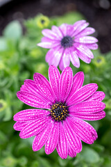 Fototapeta premium デイジーの花 春のイメージ