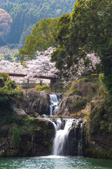 Fototapeta na wymiar 桜の花　春の風景