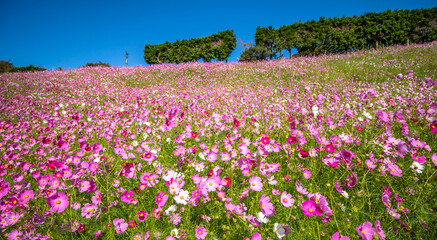 コスモスの花　秋のイメージ