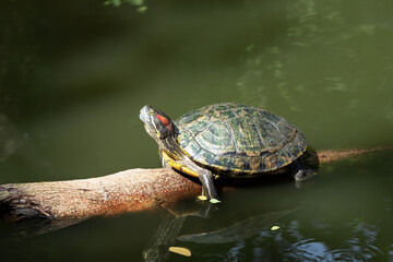 Fototapeta premium Pet turtle red-eared slider(Trachemys scripta elegans)