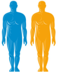 Male human anatomy standing front