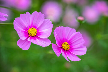 Fototapeta premium コスモスの花 秋のイメージ