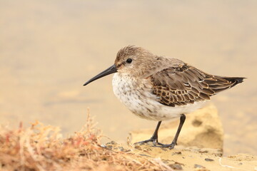 Dunlin, Calidris alpina, cute shorebird resting in pause of feeding