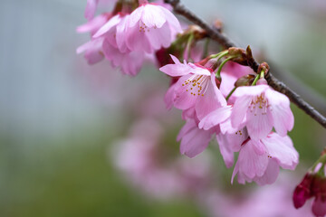 桜の花　春のイメージ