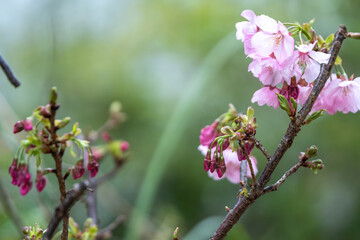 桜の花　春のイメージ
