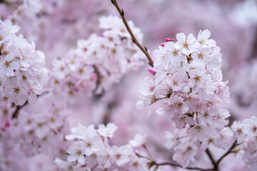 桜の花　春のイメージ