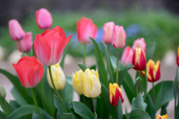 チューリップの花　春のイメージ