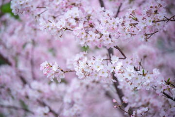 桜の花　春のイメージ