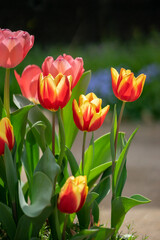 チューリップの花　春のイメージ