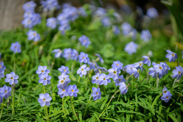 Obraz premium ハナニラの花 春のイメージ