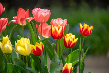 チューリップの花　春のイメージ
