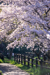 桜の花　春のイメージ