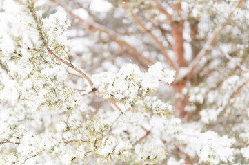 snowy winter season in nature. fresh icy frozen snow and snowflakes covered spruce or fir or pine tree branches on frosty winter day in forest or garden. cold weather. christmas time