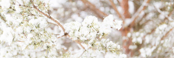 snowy winter season in nature. fresh icy frozen snow and snowflakes covered spruce or fir or pine tree branches on frosty winter day in forest or garden. cold weather. christmas time. banner