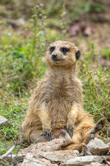 ミーアキャットのポートレート