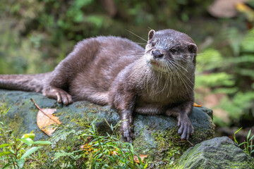 コツメカワウソのポートレート