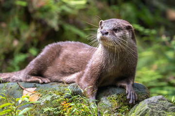 コツメカワウソのポートレート