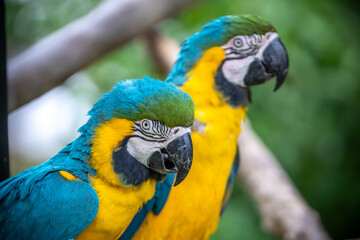 ルリコンゴウインコのポートレート