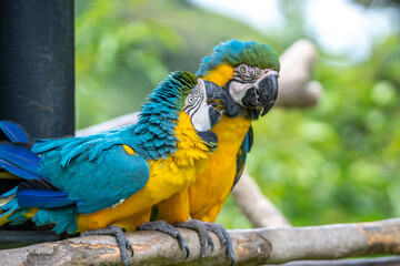 ルリコンゴウインコのポートレート