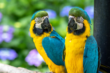 ルリコンゴウインコのポートレート