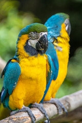 ルリコンゴウインコのポートレート