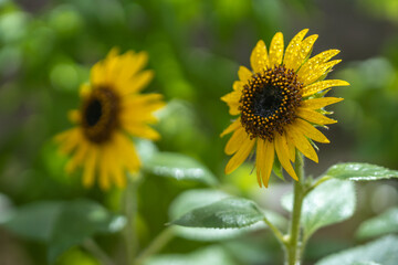 ひまわりの花　夏のイメージ