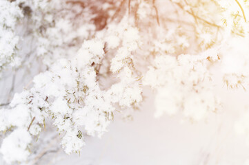 snowy winter season in nature. fresh icy frozen snow and snowflakes covered spruce or fir or pine tree branches on frosty winter day in forest or garden. cold weather. christmas time. flare