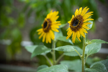ひまわりの花　夏のイメージ