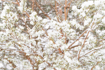 snowy winter season in nature. fresh icy frozen snow and snowflakes covered spruce or fir or pine tree branches on frosty winter day in forest or garden. cold weather. christmas time