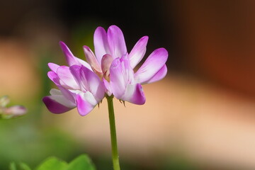 凛と咲く蓮華草