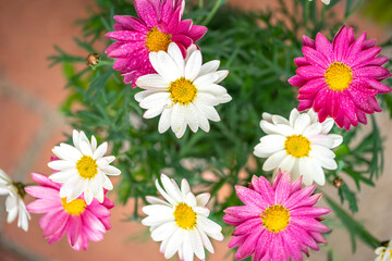 Fototapeta premium マーガレットの花 春のイメージ